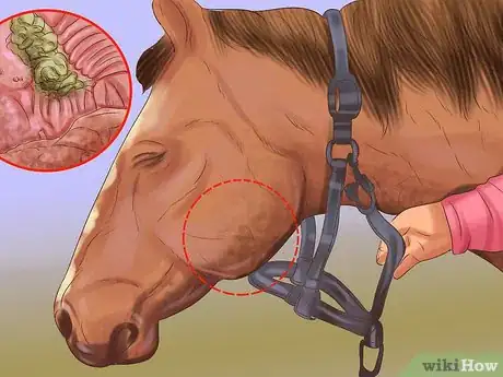 Image titled Tell If a Horse Needs Teeth Floated Step 5