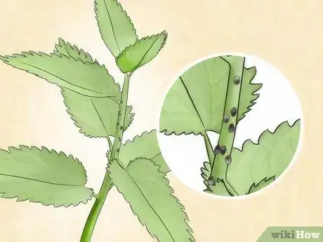 Image titled Get Rid of Aphids Step 1