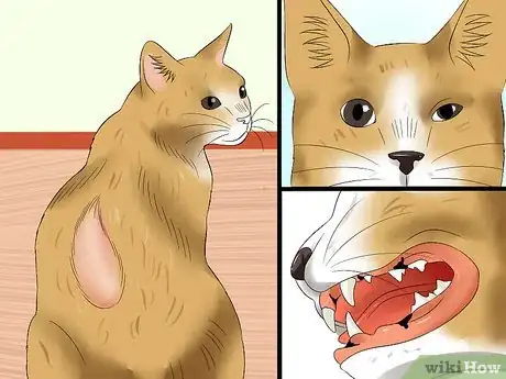 Image titled Tell if a Cat Is in Pain Step 9