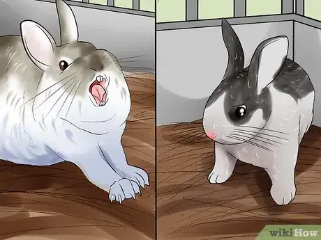 Image titled Teach a Rabbit Not to Scratch Step 9