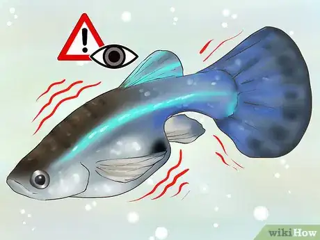 Image titled Find Out if Your Guppy Is Pregnant Step 3