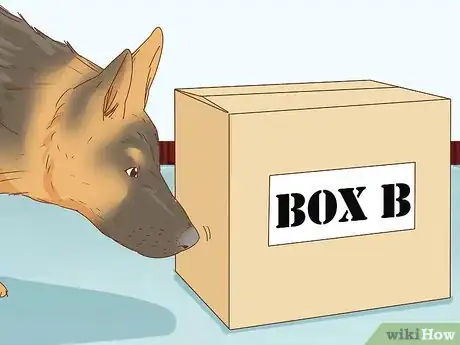 Image titled Identify a German Shepherd Step 13