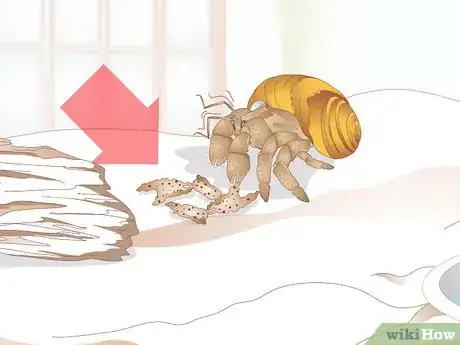 Image titled Care for Molting Hermit Crabs Step 4