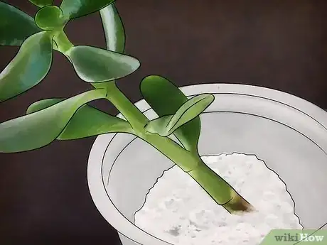 Image titled Grow a Jade Plant Step 3