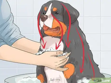 Image titled Groom a Bernese Mountain Dog Step 12