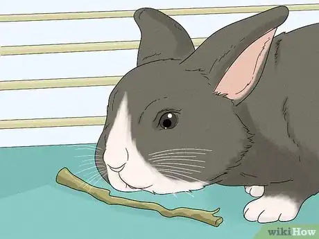 Image titled Stop a Bunny from Chewing Its Cage Step 6