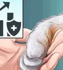 Diagnose and Treat the Cause of Deformed Cat Nails