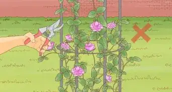 Plant a Climbing Rose