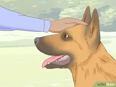 Image titled Identify a German Shepherd Step 11