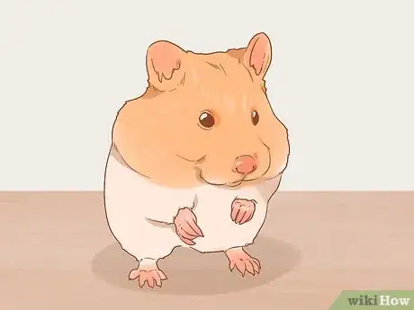 Image titled Decide Between Syrian and Dwarf Hamsters Step 1