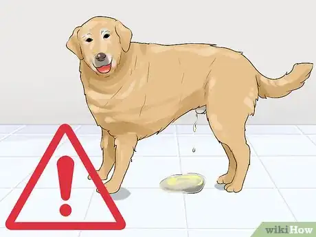 Image titled Determine Whether to Diaper a Senior Dog Step 1