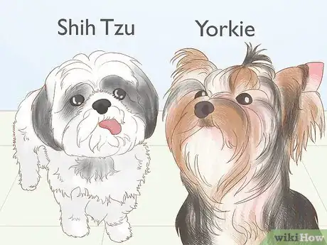 Image titled Identify a Shih Tzu Step 18