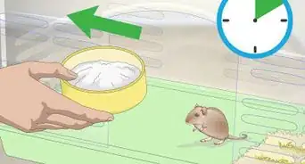 Give a Gerbil a Sand Bath