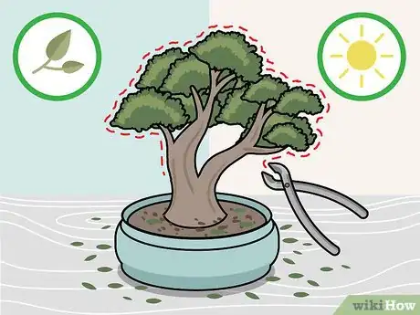 Image titled Prune a Bonsai Tree Step 4