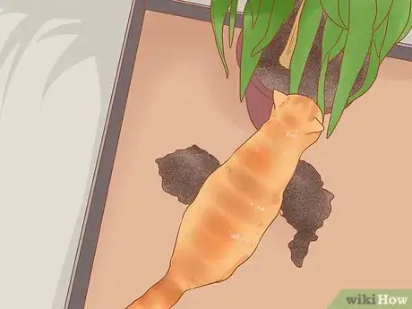 Image titled Prevent Cats from Eating Plants Step 8