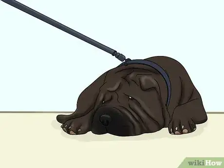 Image titled Identify a Shar‐Pei Step 14