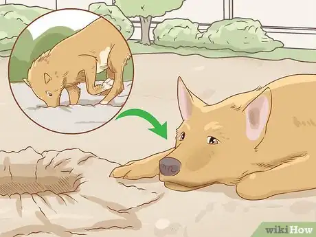 Image titled Care for a Dog Before, During, and After Pregnancy Step 13