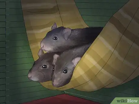 Image titled Get a Pet Rat Step 14