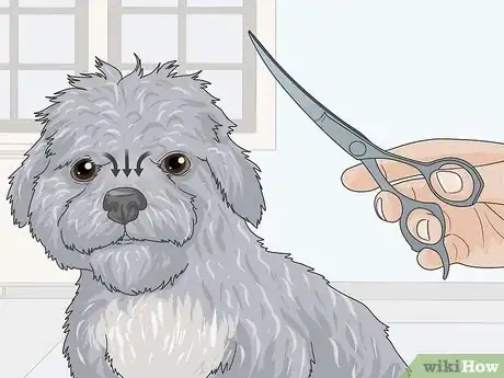 Image titled Groom a Maltipoo Step 13