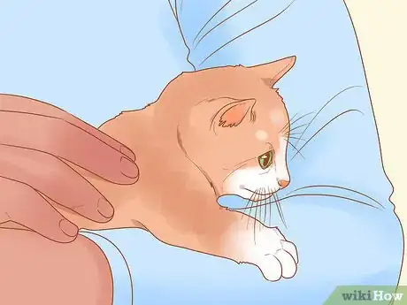 Image titled Train a Therapy Cat Step 1