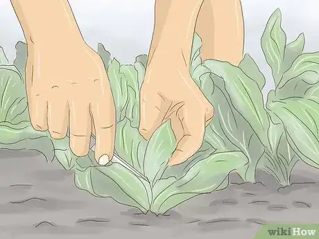 Image titled Plant Lettuce Step 7