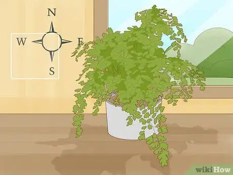 Image titled Grow a Maidenhair Fern Step 1