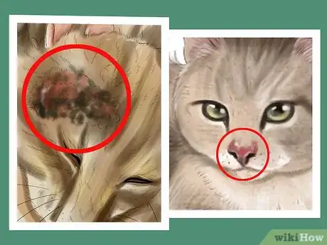 Image titled Diagnose Feline Skin Problems Step 6