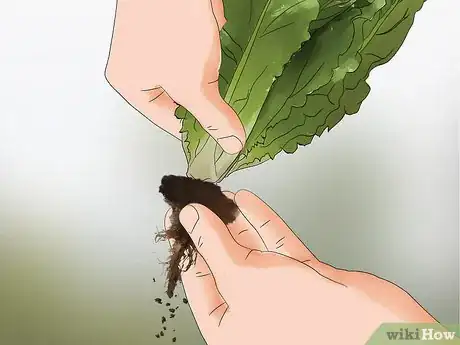 Image titled Harvest Romaine Lettuce Step 5