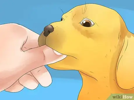 Image titled Tell if Your Dog Is Deaf Step 2