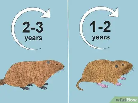 Image titled Gopher vs Groundhog Step 11