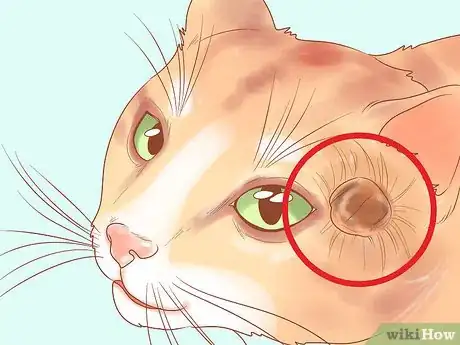 Image titled Recognize Skin Cancer in Cats Step 8