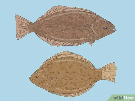 Image titled Flounder vs Halibut Step 10