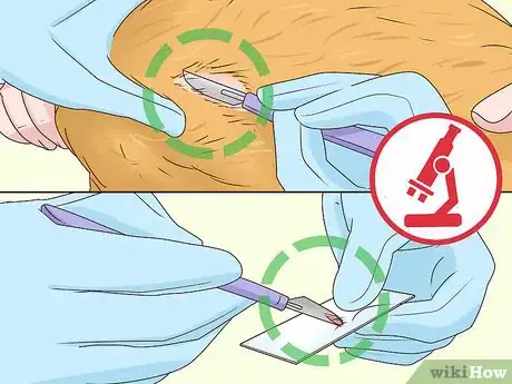 Image titled Diagnose and Treat Blepharitis in Cats Step 7