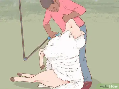 Image titled Shear a Sheep Step 10