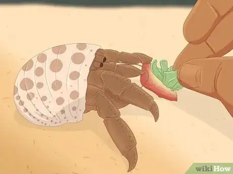 Image titled Care for Hermit Crabs Step 15