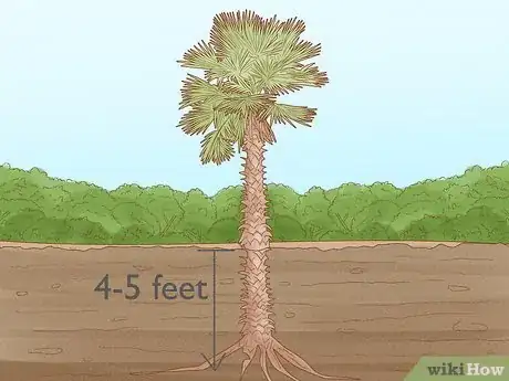 Image titled Plant a Palm Tree Step 5