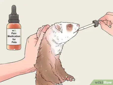 Image titled Clean a Ferret's Teeth Step 12