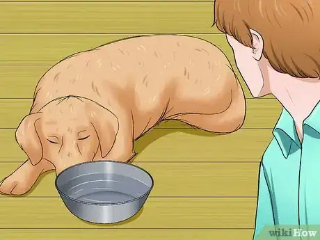 Image titled Determine if a Dog Is Dehydrated Step 6