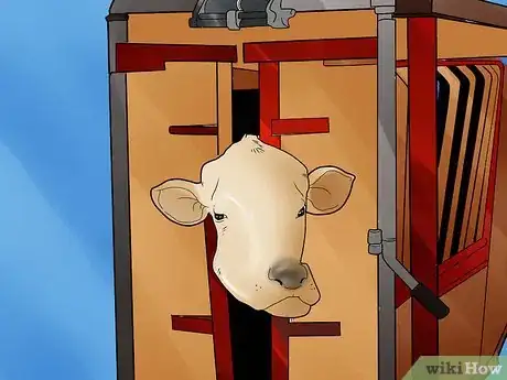 Image titled Help a Cow Give Birth Step 3