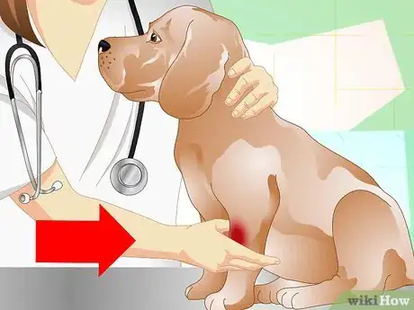 Image titled Diagnose Broken Bones in Dogs Step 7