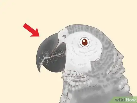 Image titled Treat Psittacine Beak and Feather Disease in African Grey Parrots Step 3