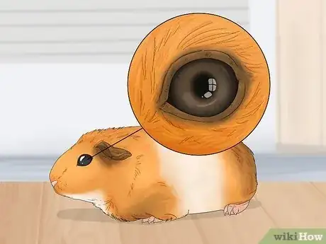 Image titled Perform a Check Up on Your Hamster Step 3