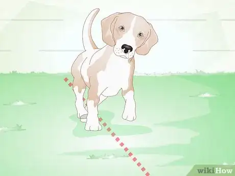 Image titled Choose a Beagle for Breeding Step 12