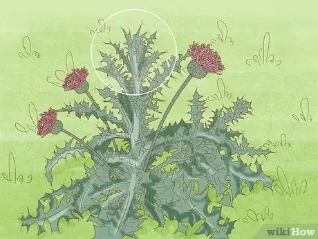 Image titled Get Rid of Thistles in Your Lawn Step 4