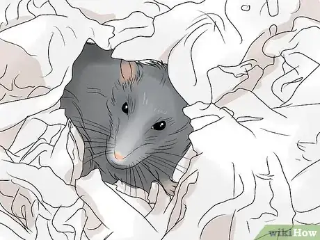 Image titled Breed Rats Step 11