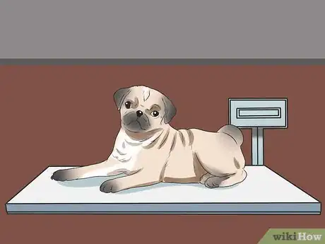 Image titled Breed Pugs Step 8