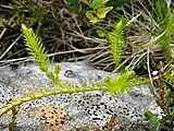 Plavuň in the vegetation on the western shore of Lake Ågvatnet