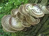 Polyporus squamosus