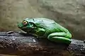 The white-lipped tree frog (Litoria infrafrenata) in the Kyiv zoo