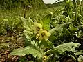 Henbane in flower